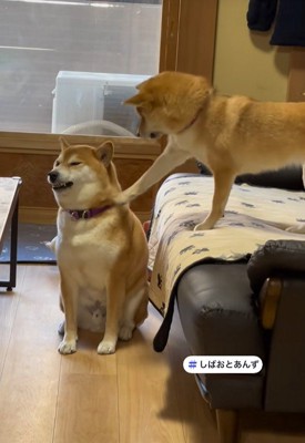 「ヴ～」と唸るしばお君