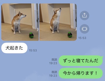 柴犬