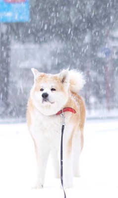 「おいで」と呼んでも動きません