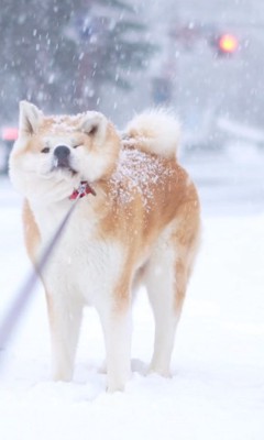 リードを引っ張っても頑なに拒否！