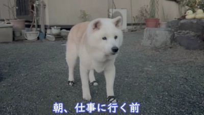 16歳の柴犬「あい」ちゃん