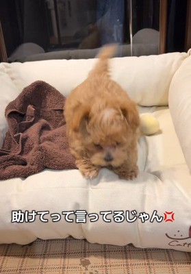 犬生一週目の怒り方♡
