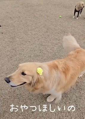 お父さんの元へ行くにこちゃん