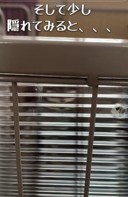 隠れてみると…