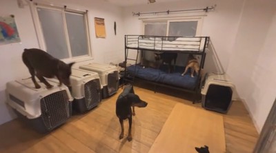犬部屋