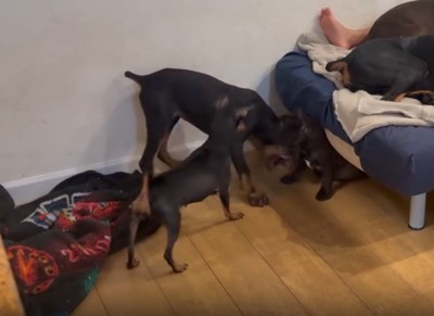 ワンプロする犬たち2