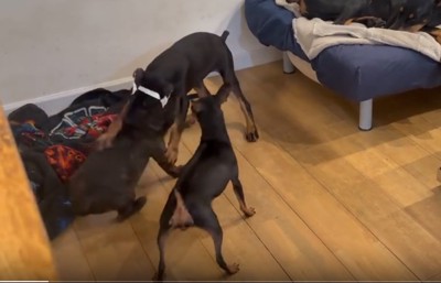 ワンプロする犬たち