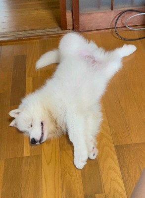 最強の癒し系わんこでした!!