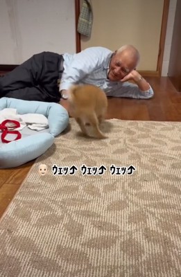 遊ぶ犬1