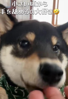 手を舐めるのが好き