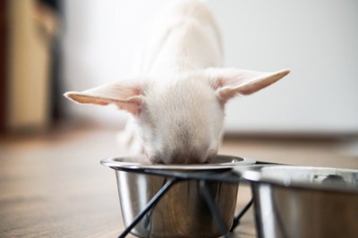 食事するチワワ