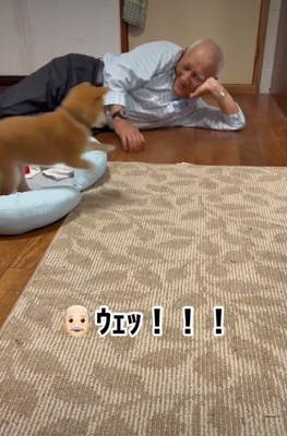 遊ぶ犬3
