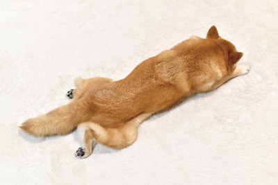 伸びて伏せる柴犬