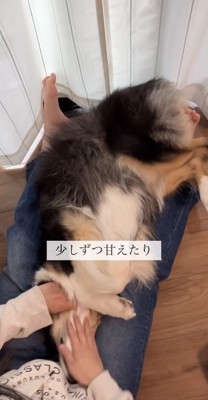 仰向けで飼い主さんに撫でられる犬