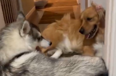 ちょっぴり抗議の視線