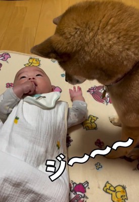 息子さんを見つめるきなこちゃん1