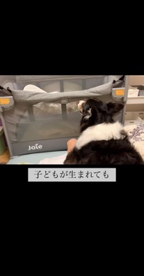 ベビーベッドで寝る赤ちゃんを見る犬