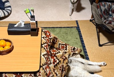 コタツが特等席!!