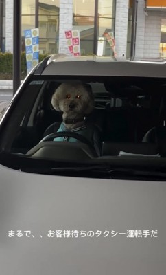 運転席で背筋を伸ばす犬