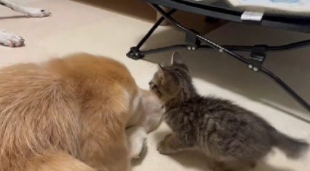 子猫さんが驚きの行動に！！