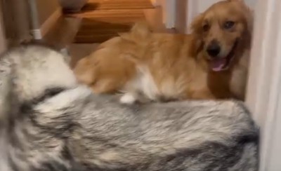 「弟が元気すぎる…」