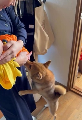 息子さんが気になるきなこちゃん