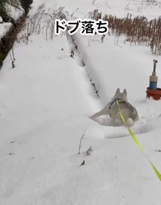 ドブにはまっちゃった!!