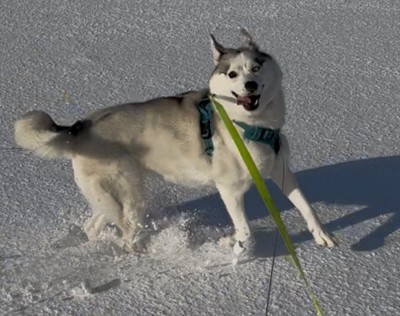 寒さに強いシベリアンハスキー