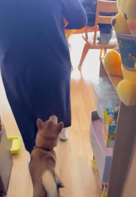 ママの後を追うきなこちゃん