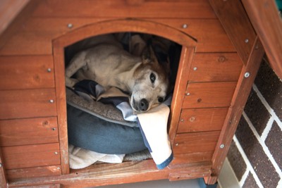 ハウス内でぐったりする犬