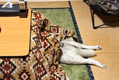 「アジの開き」のよう…