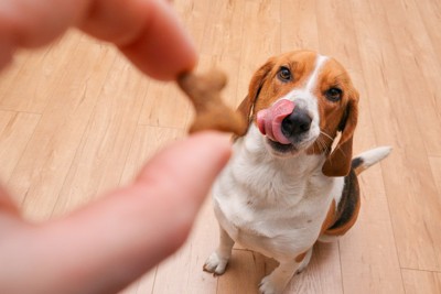 トリーツを前に舌をぺろっとだす犬