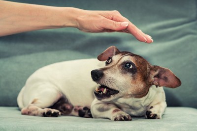 唸る犬の頭上に手