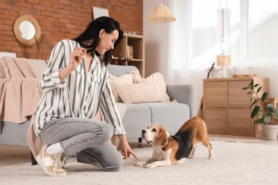 トレーニングする女性と犬