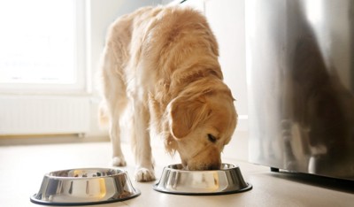 食事をする犬