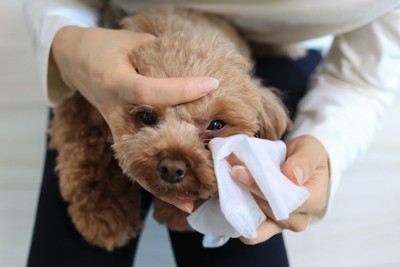 目を拭かれる犬