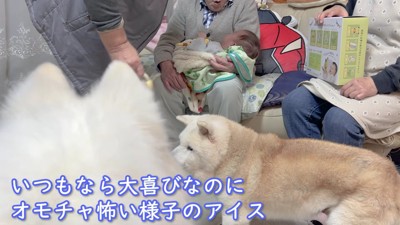 アイスちゃんはちょっぴり警戒?