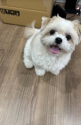 笑顔の小型犬