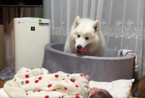 妹