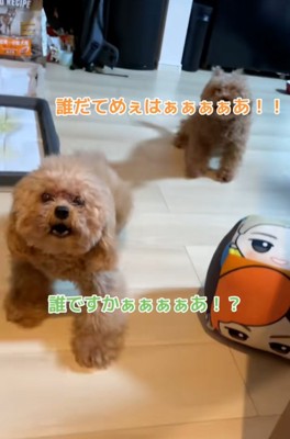 吠えたてる2匹