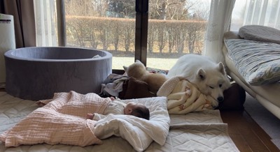 柴犬