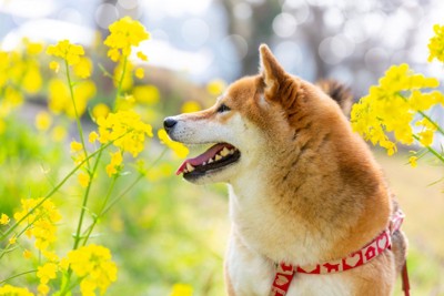 菜の花畑の柴犬