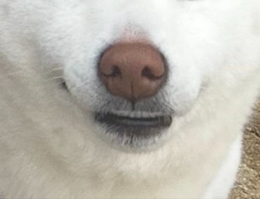 歯