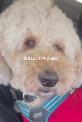 白目をむきながら耐える