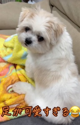 座る小型犬