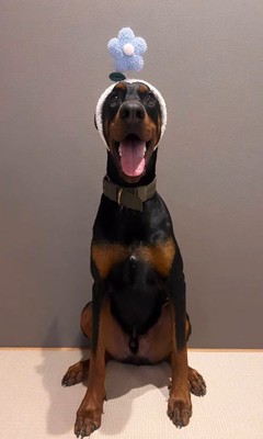 ファンシーなヘアバンドを装着！