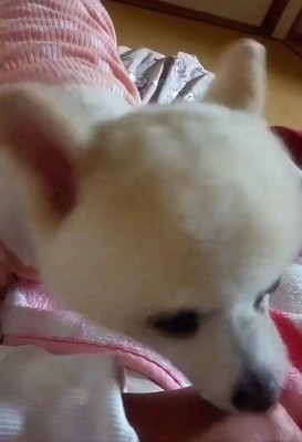 手を舐める犬