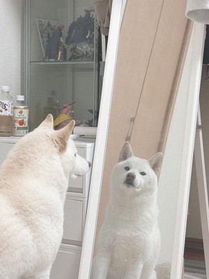 鏡越し