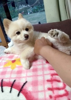 くつろぐ犬