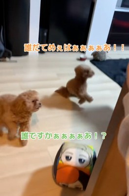 大慌ての2匹